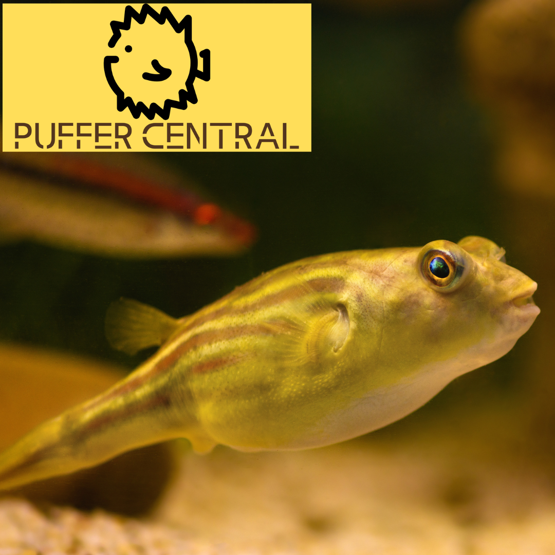 Fahaka Puffer Care Guide Everything You Need to Know Puffer Central