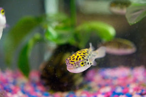 Green Spotted Puffer Fish Care