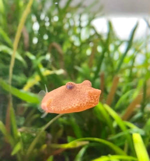 Congo 'Potato' Puffer