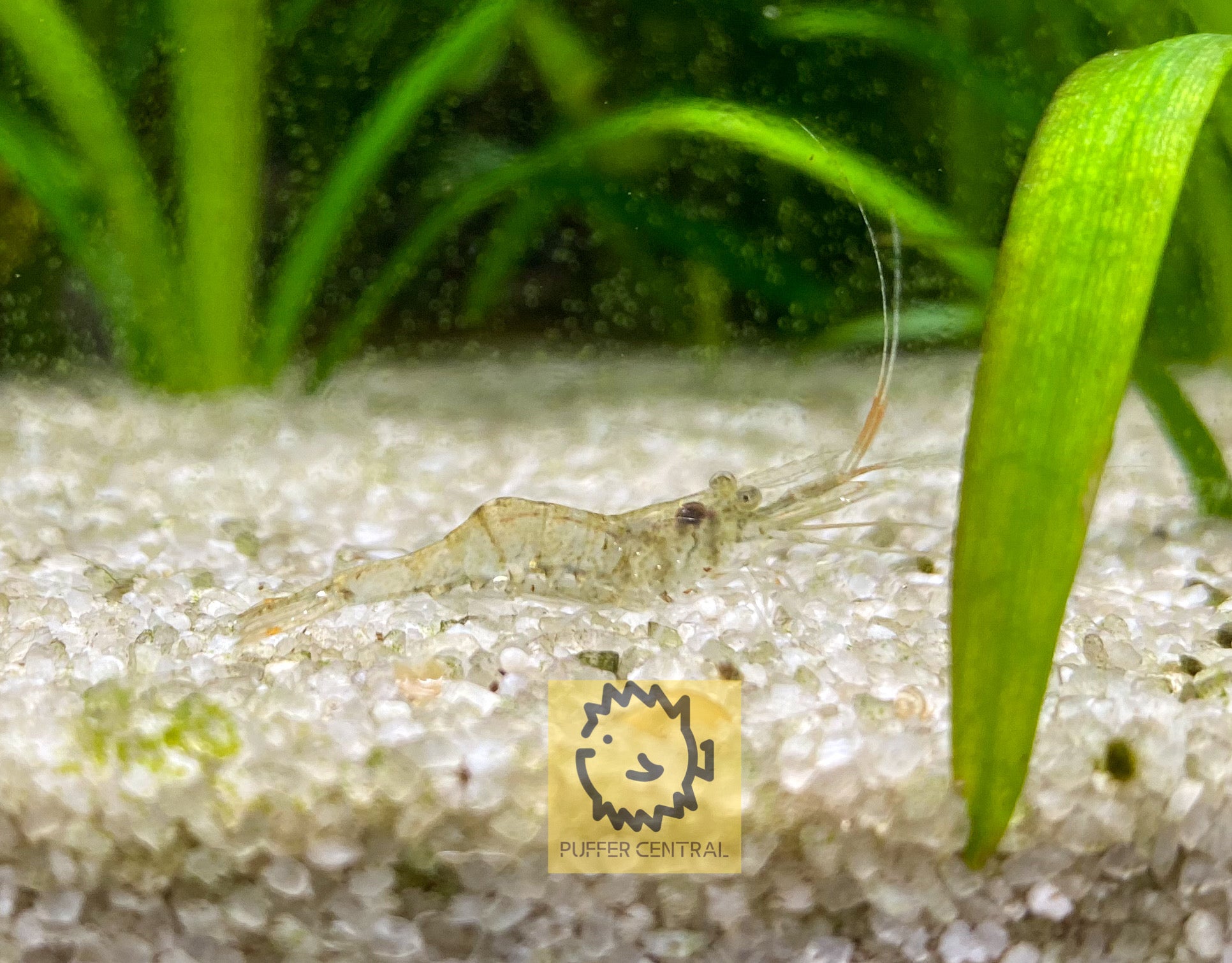 Live Fish Food: Ghost Shrimp - Puffer Central