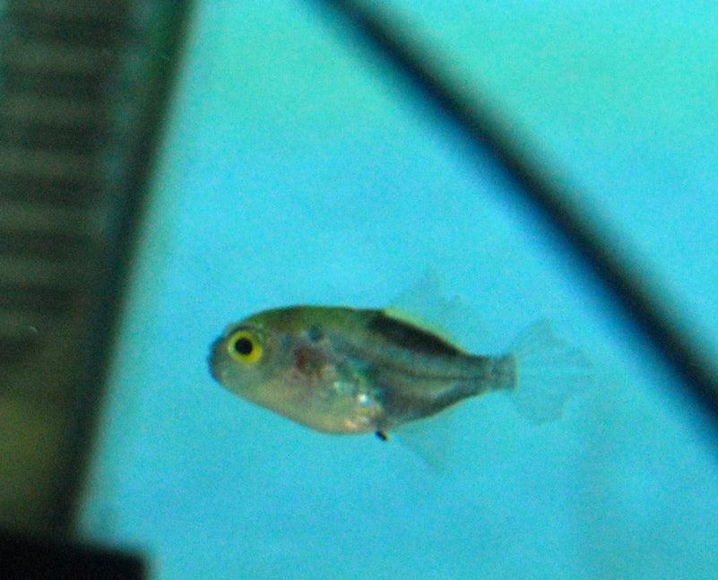 Avocado Puffer, also known as the Golden Pufferfish or Bronze Puffer.