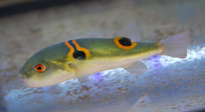 Orange Saddle Fugu Puffer