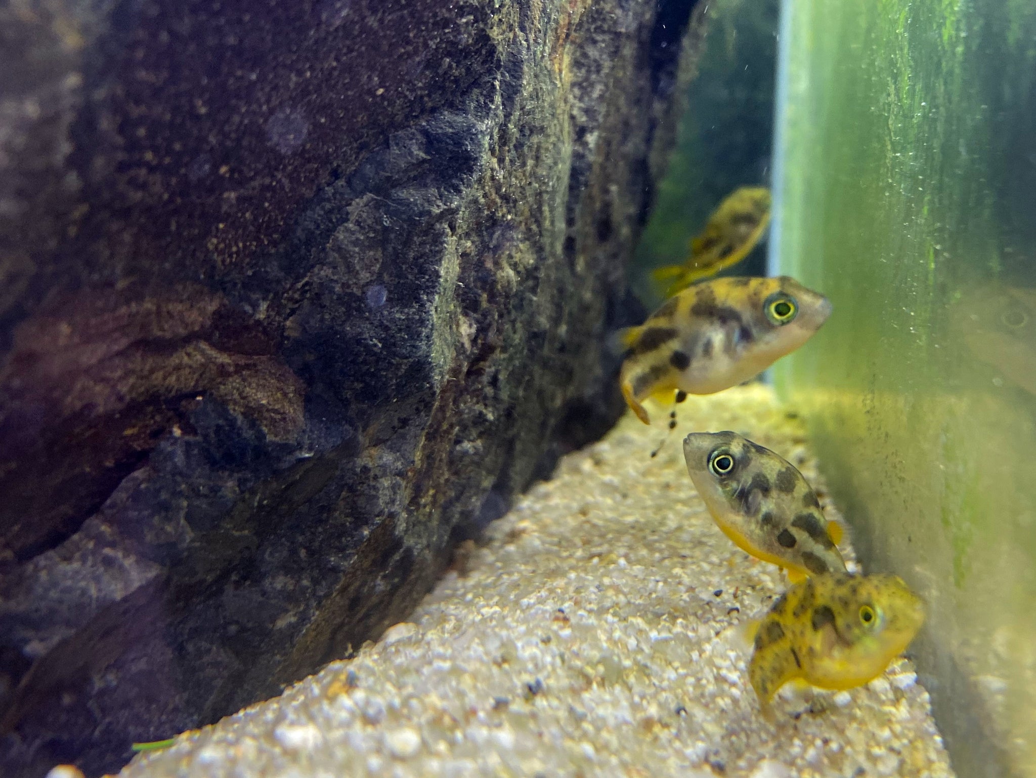 Pea Puffer: The Tiny but Mighty Freshwater Puffer Puffer Central