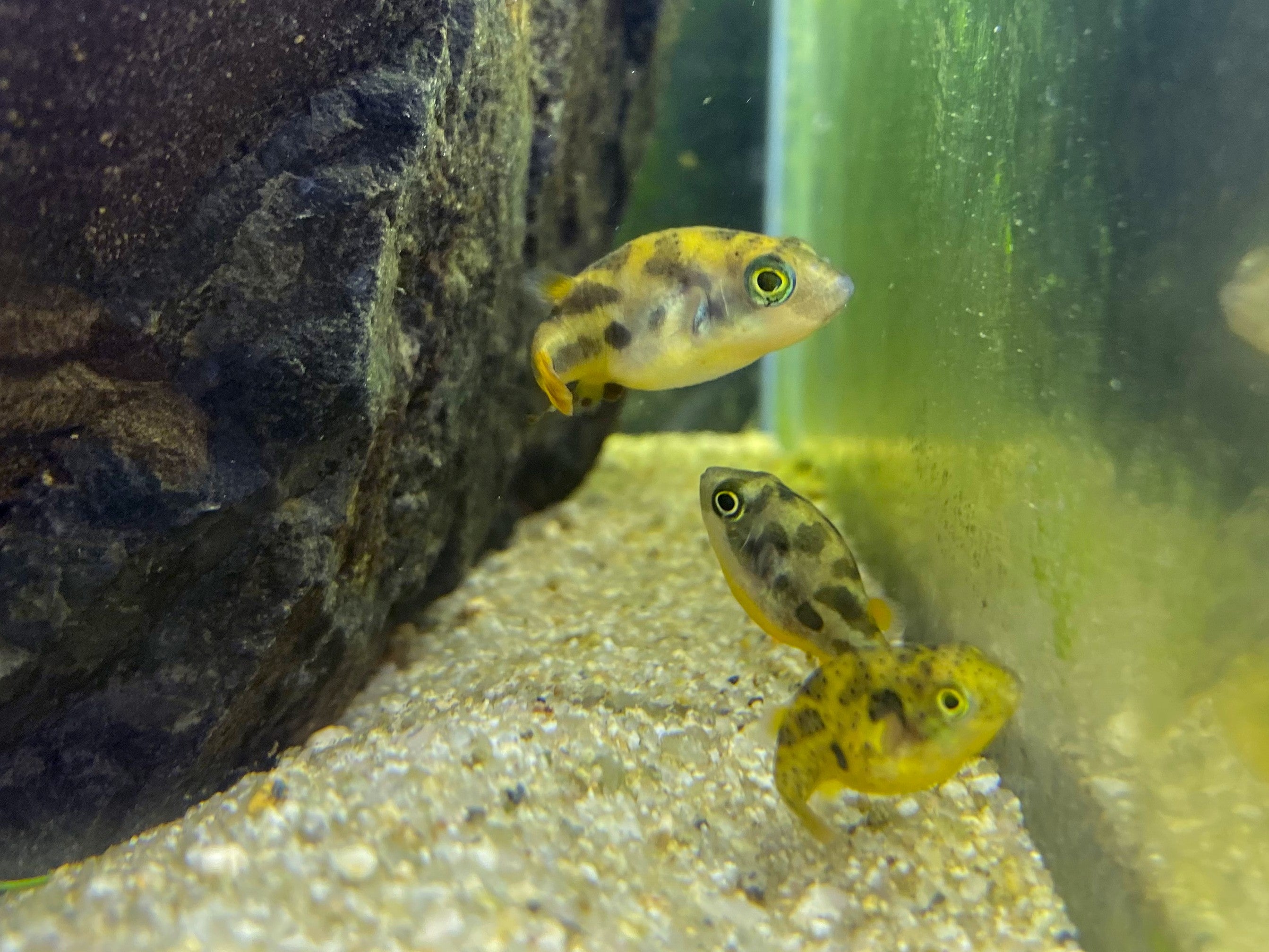 Pea Puffer: The Tiny but Mighty Freshwater Puffer Puffer Central