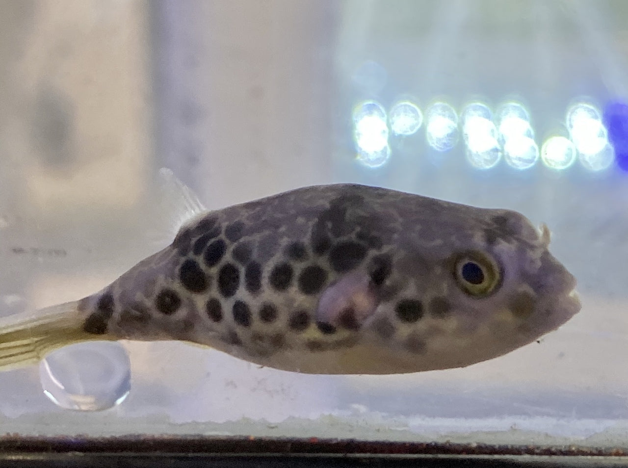 Spotted Congo Puffer 'Tetraodon schoutedeni'